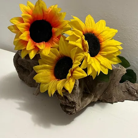 Dimora Girasole 公寓 *
